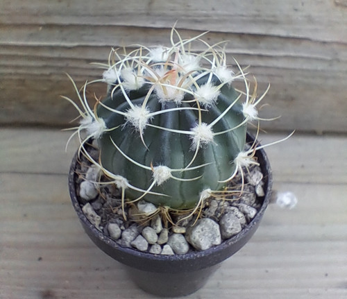 Ferocactus homalocephala - !!,