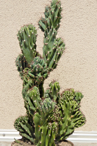 Cereus peruvianus monstruosus