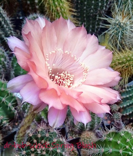 Echinopsis hybride spring - hybride,