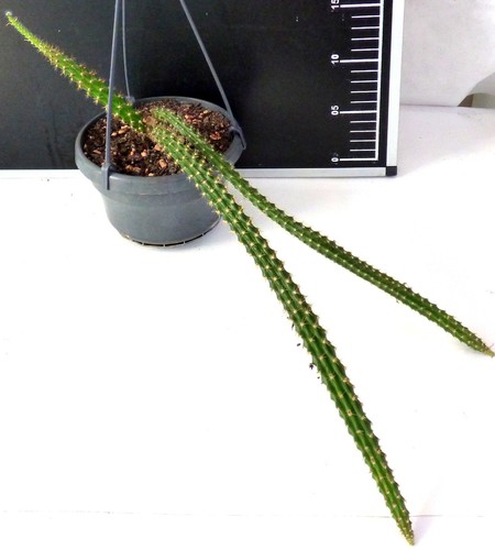 Aporocactus malisonii
