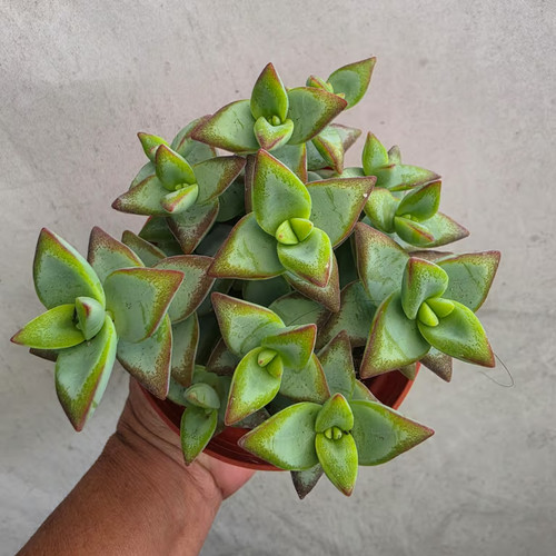 Pot crassula rupestris - pot,