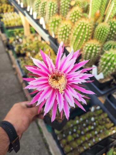 Trichocereus-Echinopsus-Hybrid