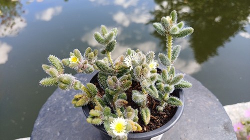 Delosperma echinatum