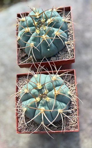 Gymnocalycium bayrianum mind - bayrianum,,