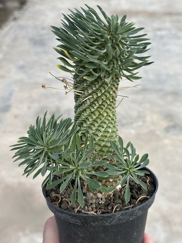 Euphorbia kirin hybrid - kirin,
