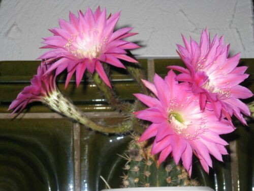 Echinopsis maria piazza - (maria,