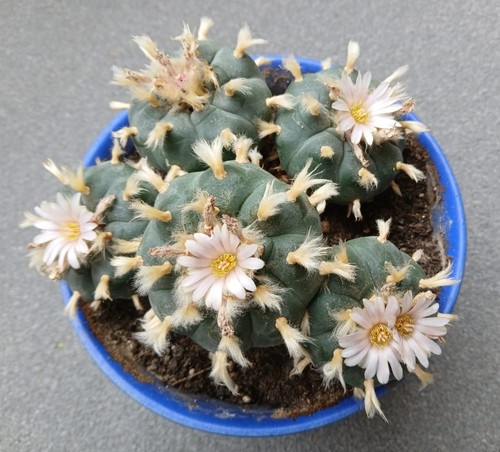 Samen peyote - samen,