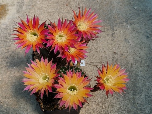 Echinopsis-Trichocereus-Hybrid