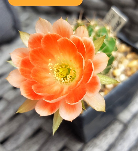 Echinopsis-Lobivia-Hybride