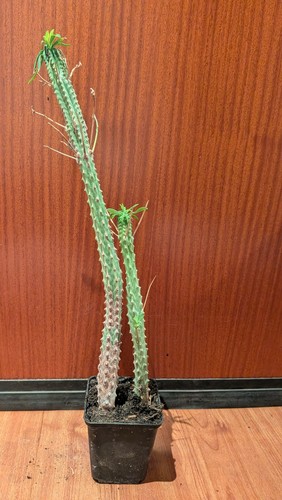 Euphorbia macguffin zwei - -,