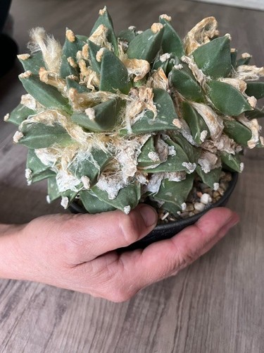 Kaktus ariocarpus pectinatus - kaktus,