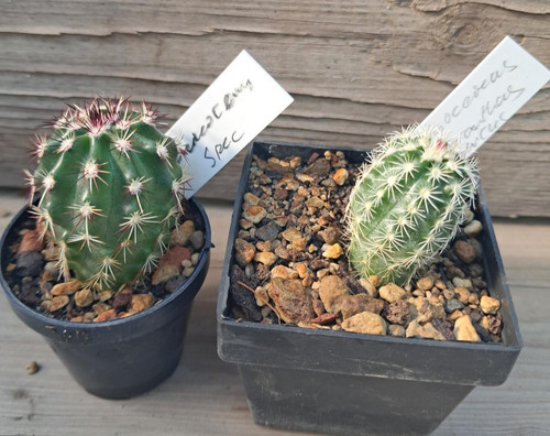 2 jungpflanzen echinocereus - 2,