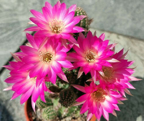 Chamaecereus inselglück cm - 6,
