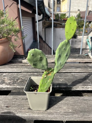 Feigenkaktus steckling - feigenkaktus,