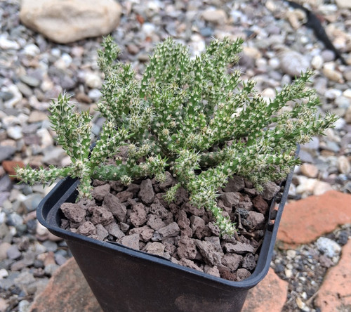 Cylindropuntia whipplei