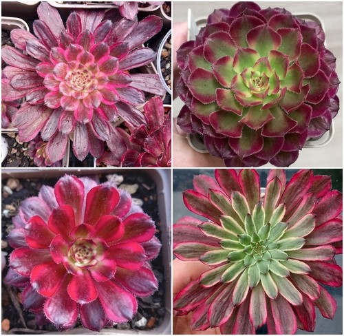 Aeonium mardi gras frisch - mardi,